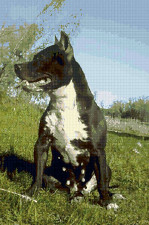 Клякса - собака, амстафф, стаффорд, американский стаффордширский терьер - предпросмотр