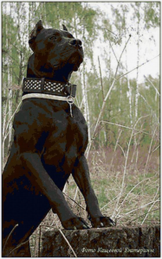 Енсон Блек Пит прайт - питбуль, собака, американский питбультерьер, пит - предпросмотр