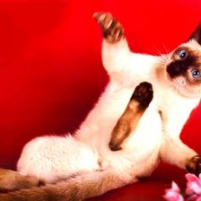 Схема вышивки «Сяма»