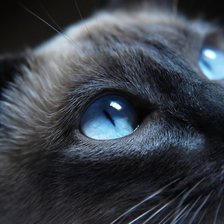 Сиамский голубоглазый кот