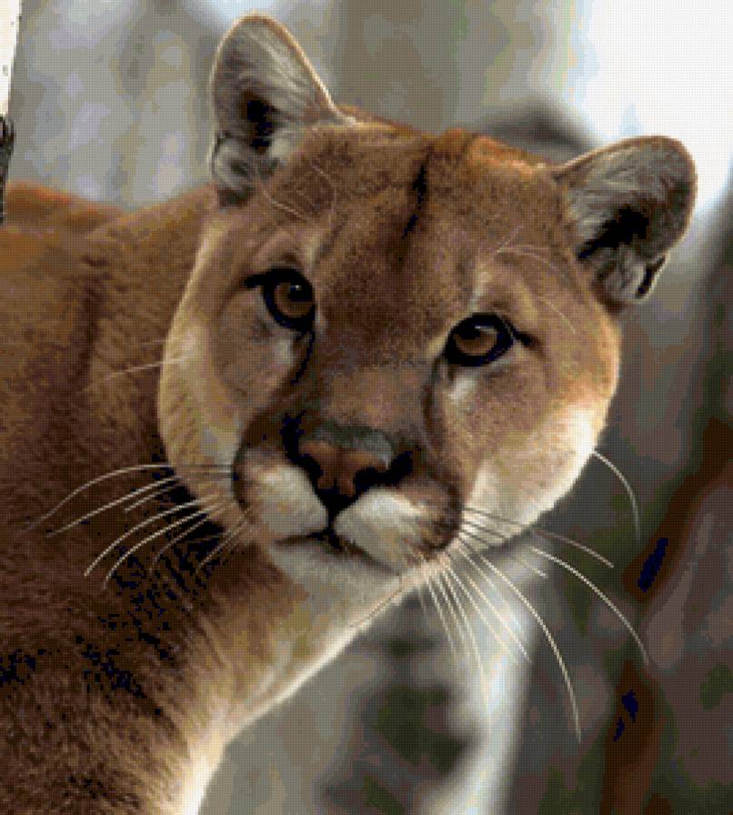 Как я в тебя влюблён... Серия "Дикие кошки" - животные, дикие кошки - предпросмотр