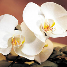 Схема вышивки «№120262»