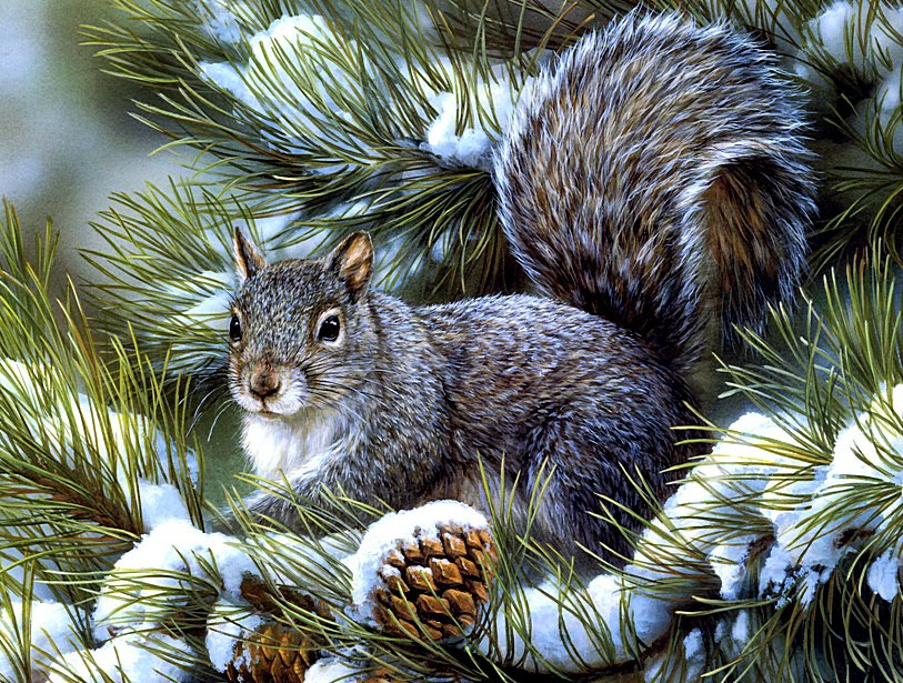 Белочка - снег, животные, белки, зима, шишки, сосна - оригинал