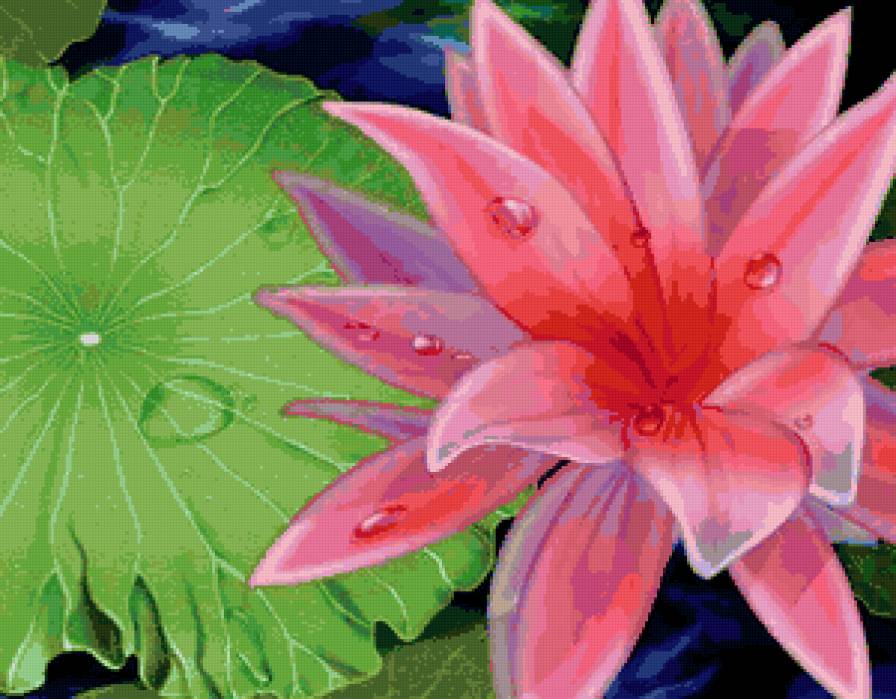 природа - картина, цветок, цветы, лотос - предпросмотр