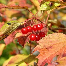 Схема вышивки «Золотая осень»