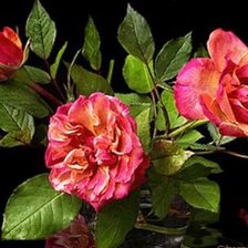 Схема вышивки «Красивые цветочки))»