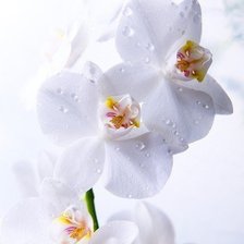 Схема вышивки «№120939»