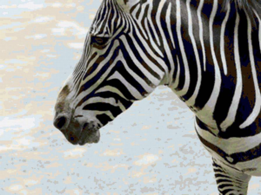 Зебра - животные, зебра - предпросмотр