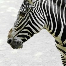 Схема вышивки «Зебра»