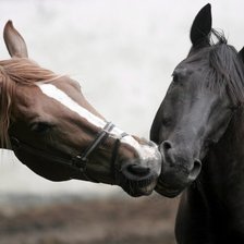 Нежность лошадей