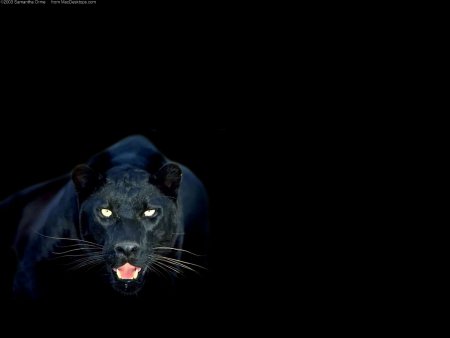 пантера - страсть, кошки, черната - оригинал