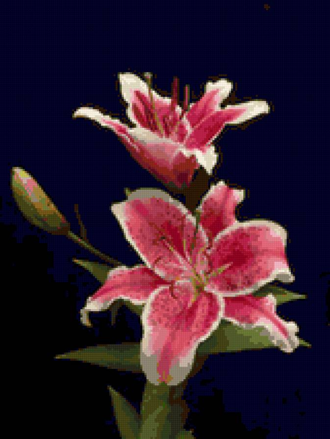 Лилия - лилия, цветы - предпросмотр