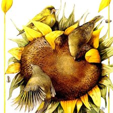 Схема вышивки «птицы на подсолнухе»