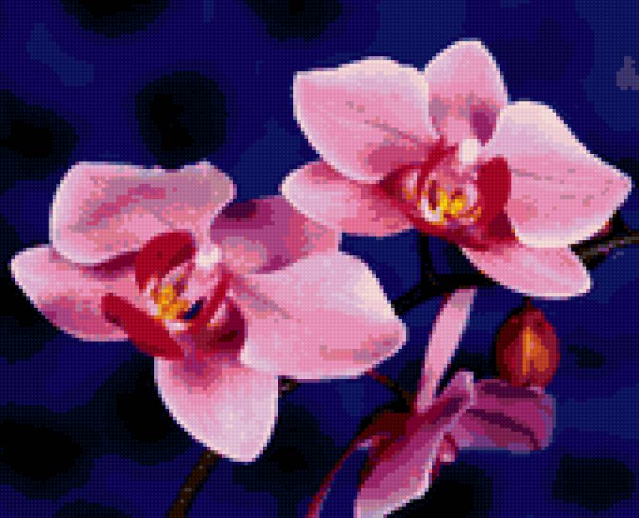 Орхидеи - цветок, орхидеи - предпросмотр