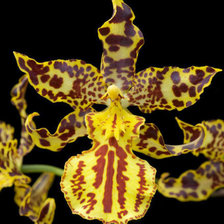 Леопардовая орхидея
