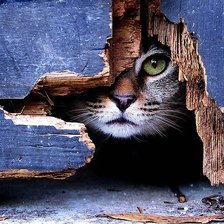 Схема вышивки «котик»