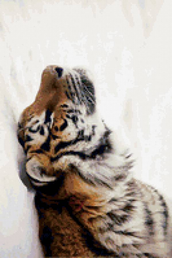 тигра - предпросмотр