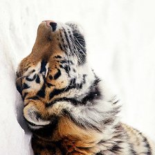 Схема вышивки «тигра»