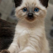 Схема вышивки «котенок»