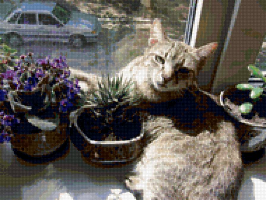 Кошка - кошки - предпросмотр