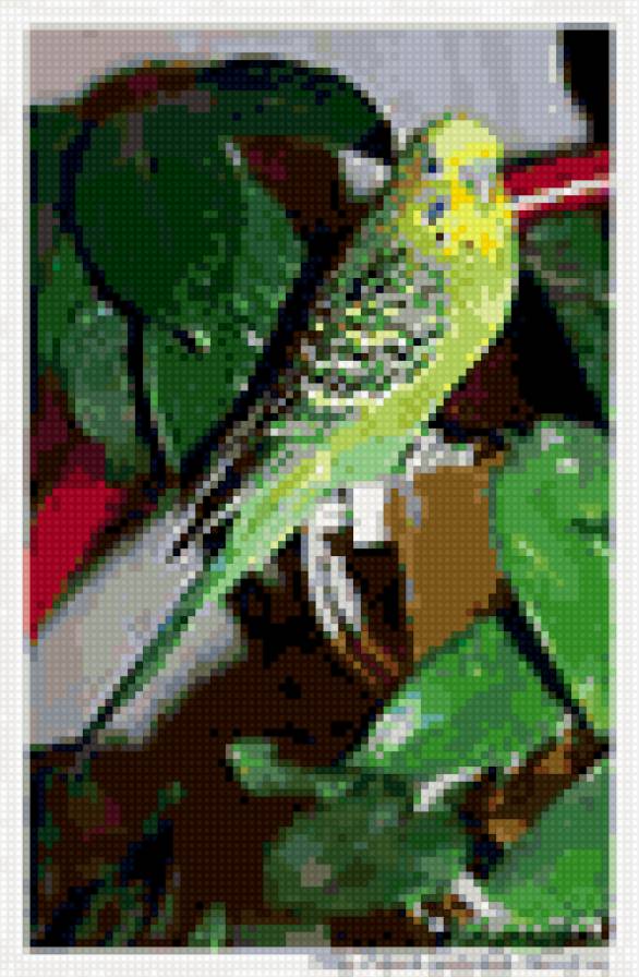 Попугайчик - предпросмотр