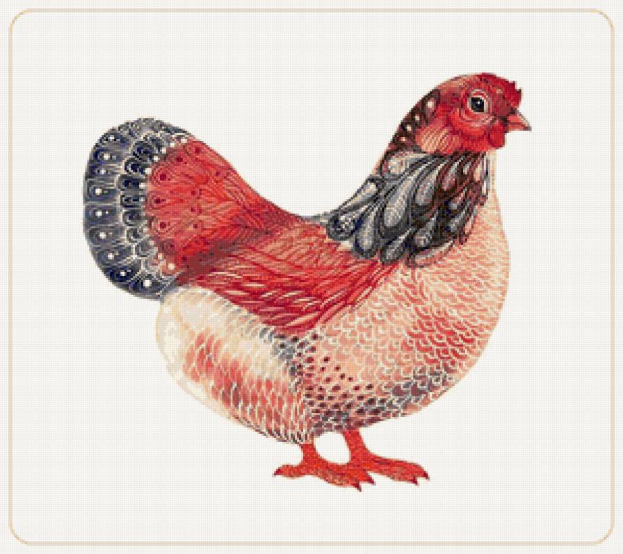 Серия "Птицы в узорах" - птицы, узоры, курицы - предпросмотр