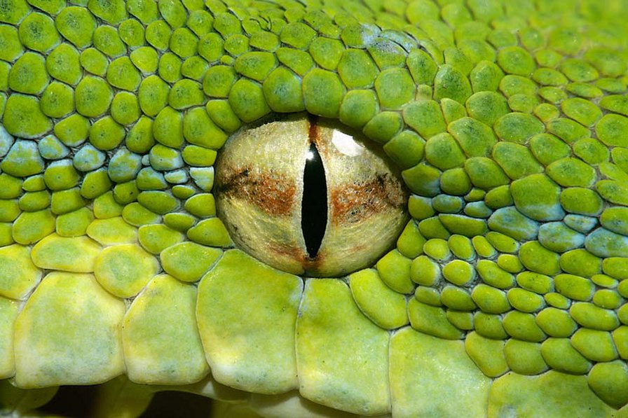 Глаз змеи - змея - оригинал