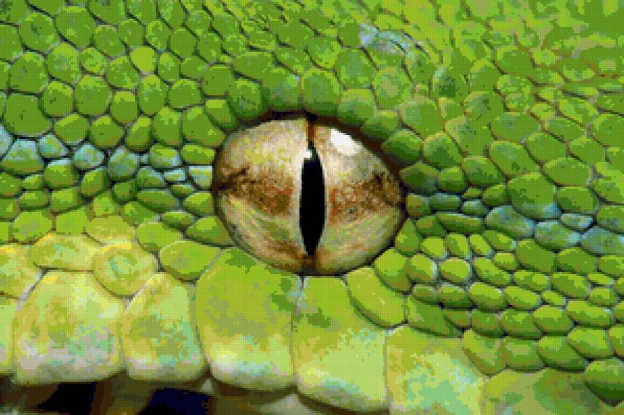 Глаз змеи - змея - предпросмотр