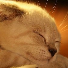 Схема вышивки «котенок»