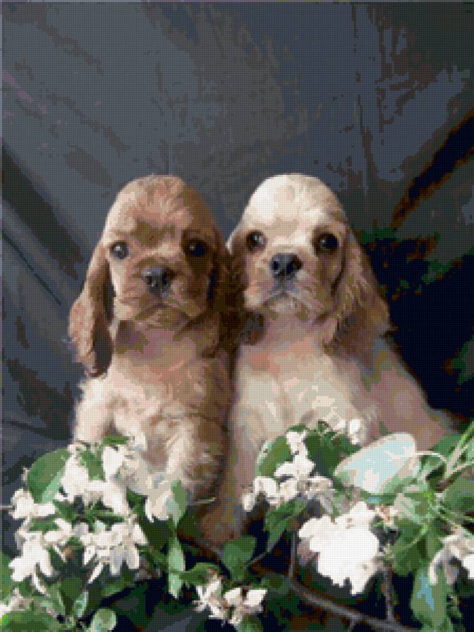 Щенки кокера - животные, щенки, собаки - предпросмотр