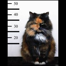 Схема вышивки «котик»