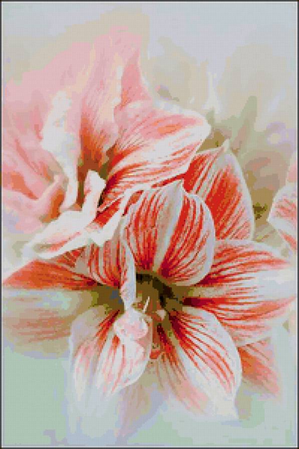 Лилии - цветы - предпросмотр