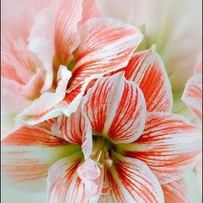 Схема вышивки «Лилии»