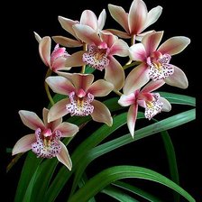 Схема вышивки «№122226»