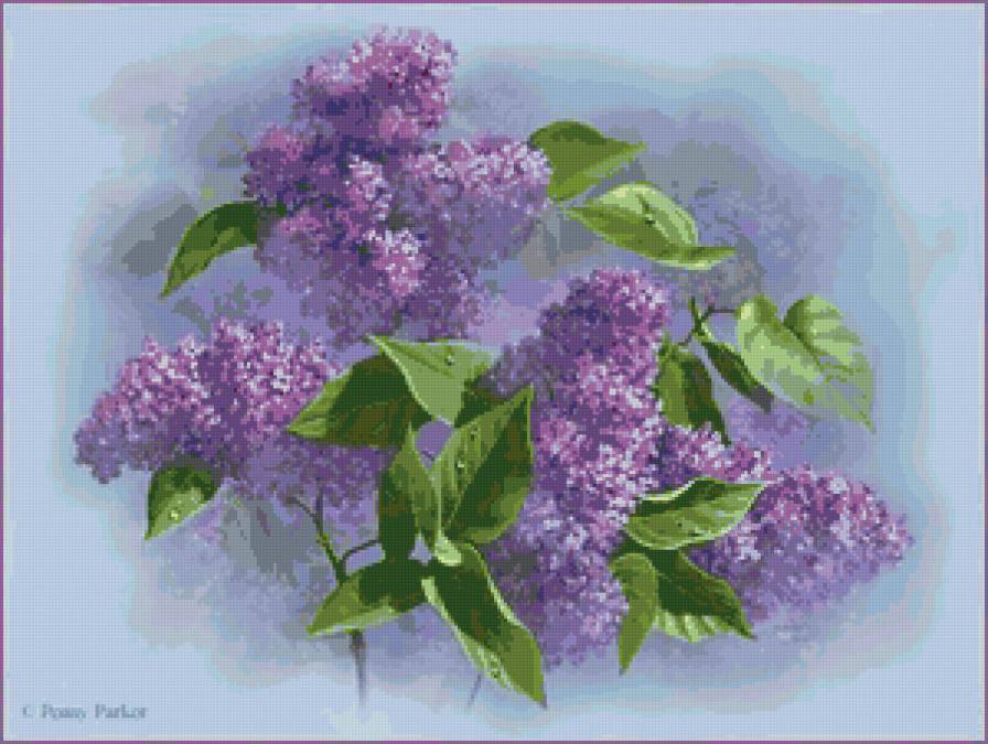 Сирень - цветы, сирень - предпросмотр