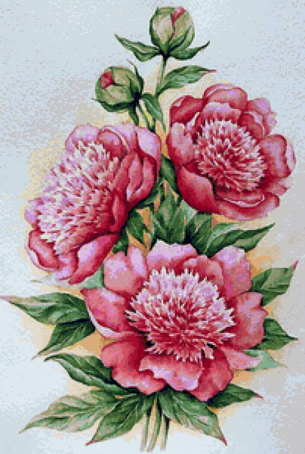 Пионы - весенние цветы, пионы, цветы, букет, цветочки - предпросмотр