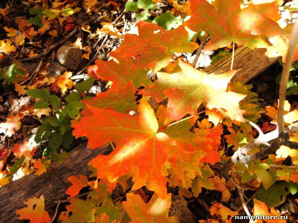 осенние краски - листья, осень, пейзаж - оригинал