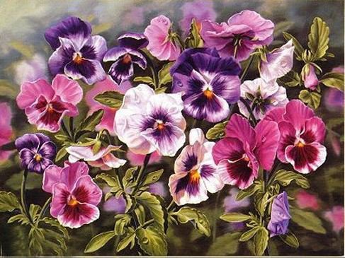 Анютины глазки - цветы - оригинал