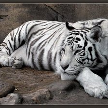 Оригинал схемы вышивки «Белый тигр» (№122354)