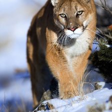 Схема вышивки «№122382»