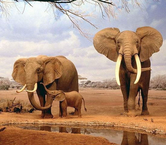 слоны - оригинал