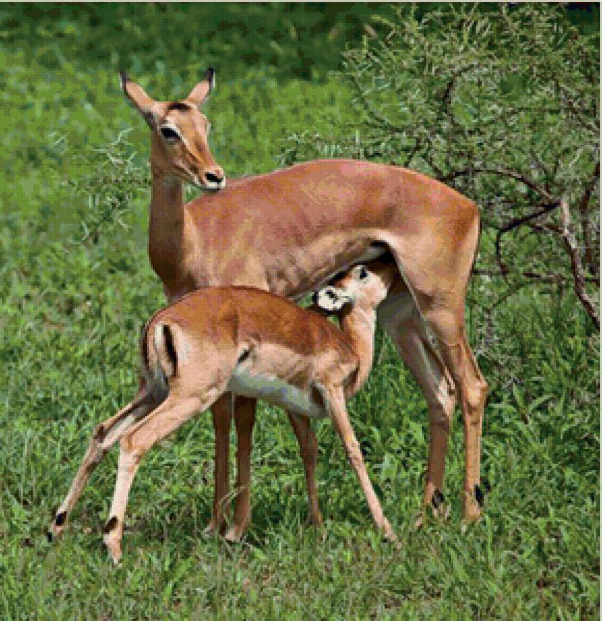 95 - предпросмотр