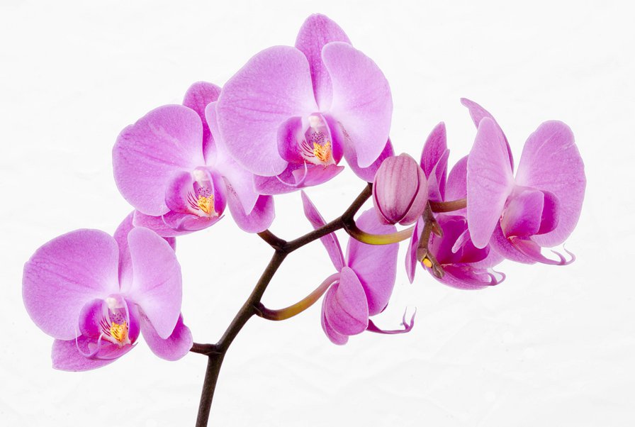 орхидея - орхидея, цветы - оригинал