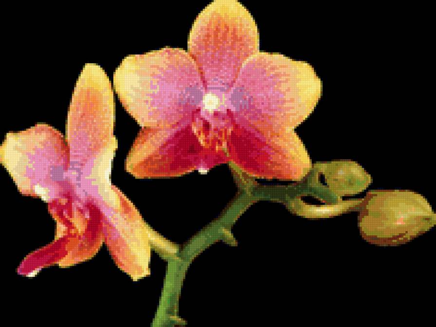 орхидея - орхидея, цветы - предпросмотр