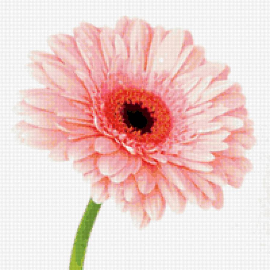 гербера - цветы, гербера - предпросмотр