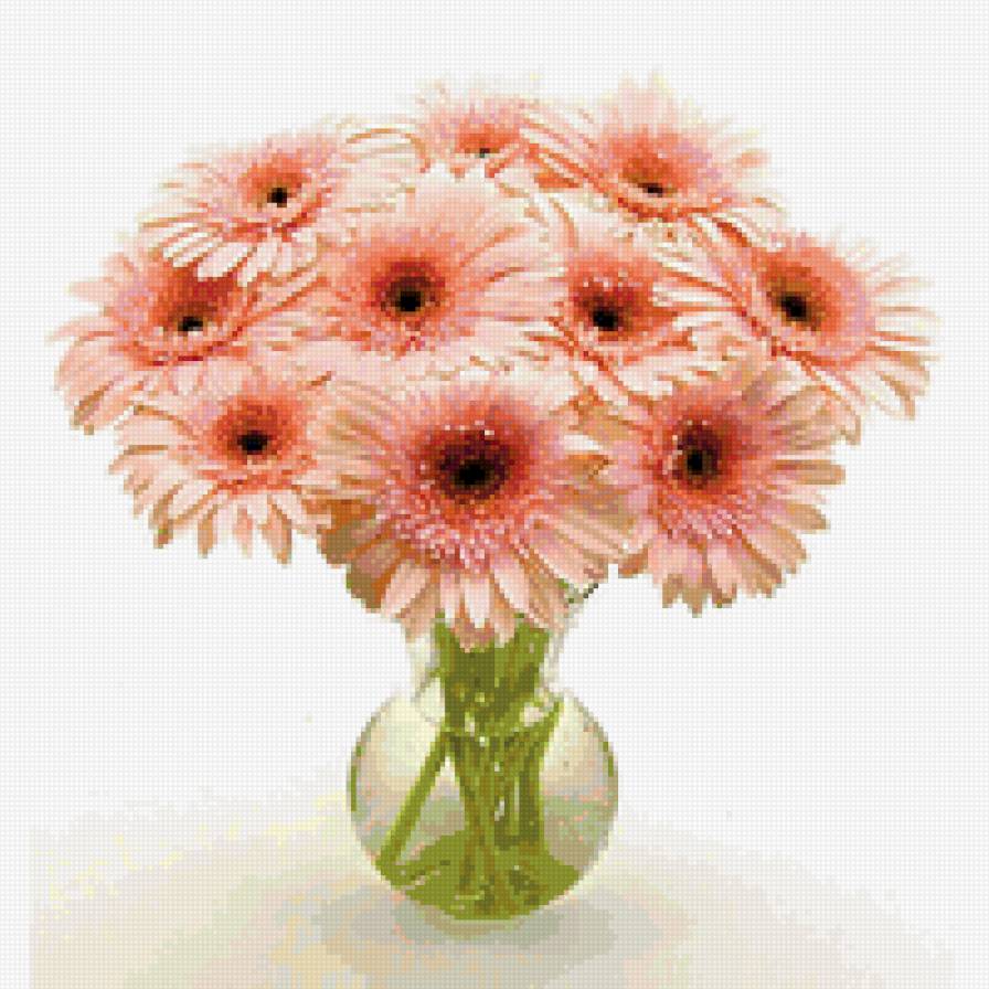 герберы - герберы, цветы - предпросмотр