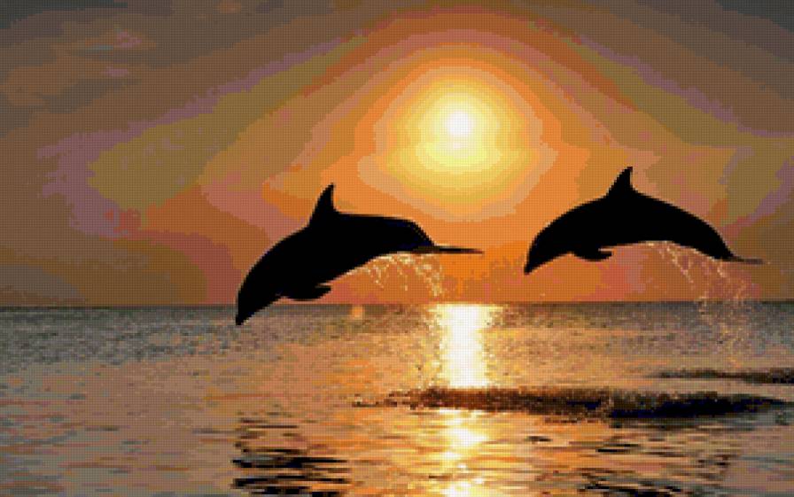 Дельфины и закат - дельфины, закат - предпросмотр