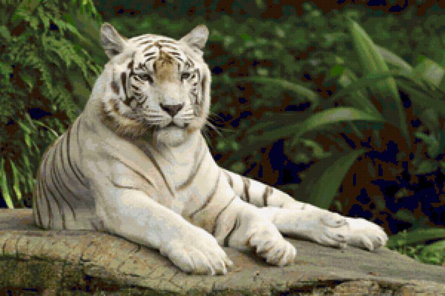 Белый тигр Серия "Дикие кошки" - белый тигр, животные, дикая кошка, тигр - предпросмотр