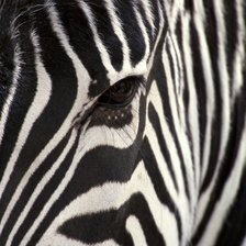 Схема вышивки «Взгляд зебры»