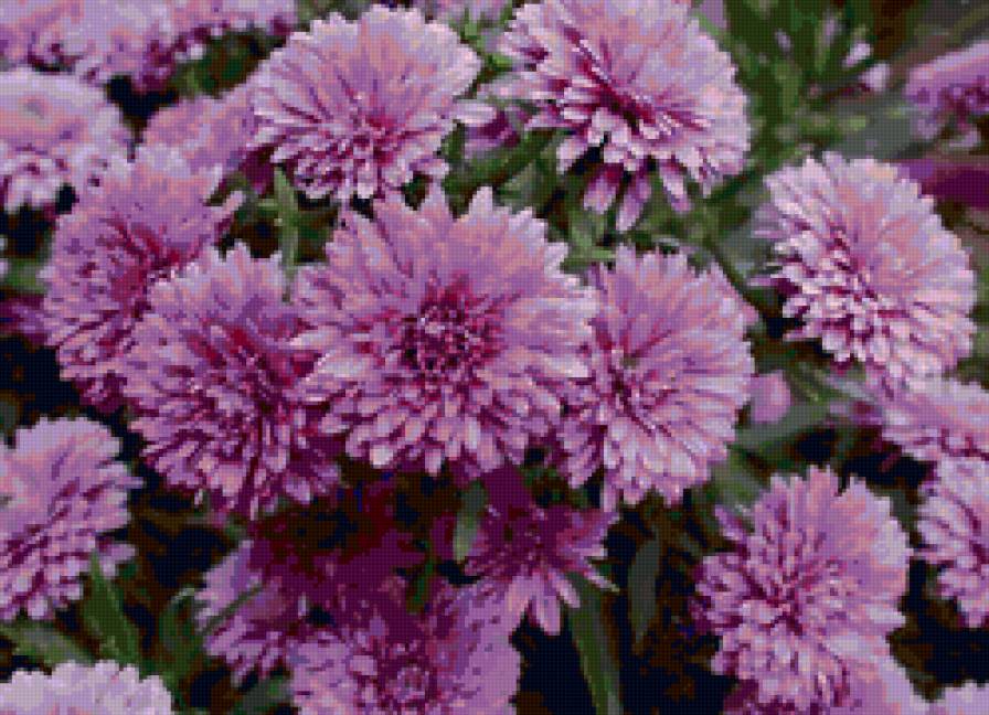 Сиреневые хризантемы - цветы, природа - предпросмотр